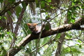 grey fox in a tree Belize jungle – Best Places In The World To Retire – International Living